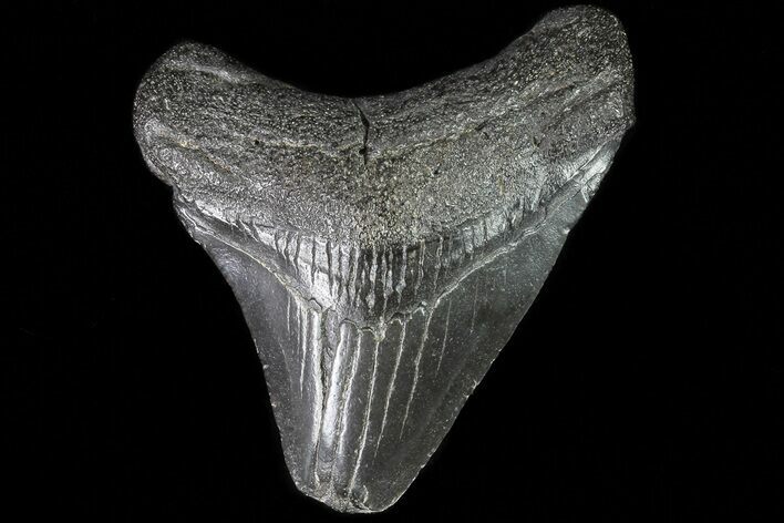 Juvenile Megalodon Tooth - Georgia #83627